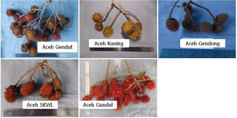 Gambar 7.  Keragaan buah lima aksesi rambutan Aceh. 