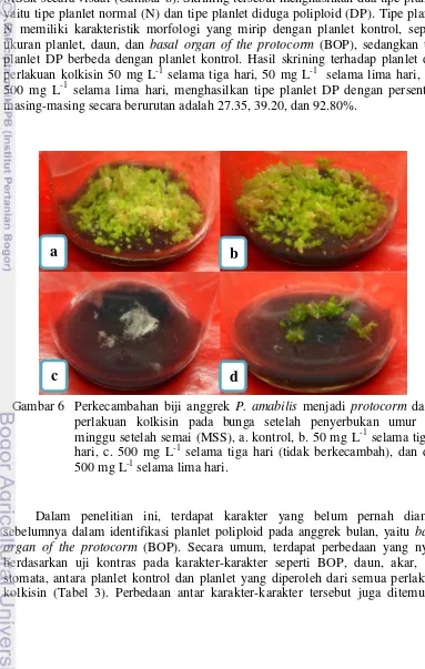 Gambar 6 Perkecambahan biji anggrek P. amabilis menjadi protocorm dari 