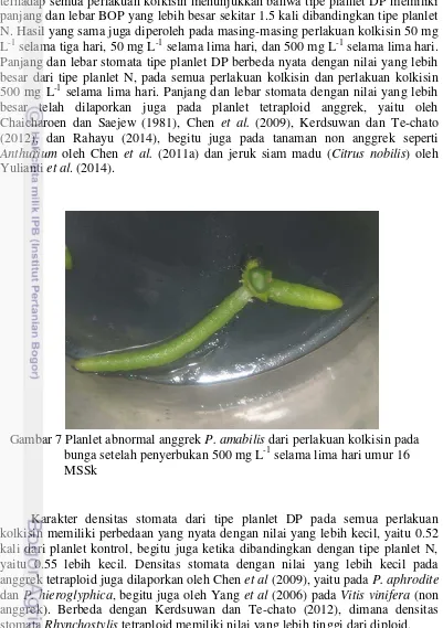 Gambar 7 Planlet abnormal anggrek  P. amabilis dari perlakuan kolkisin pada 
