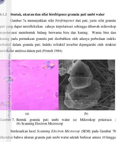 Gambar 7a menunjukkan sifat birefringence dari pati, yaitu sifat granula 