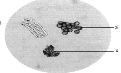 Gambar 4.1 Mikroskopik serbuk bunga jantan tumbuhan pepaya 