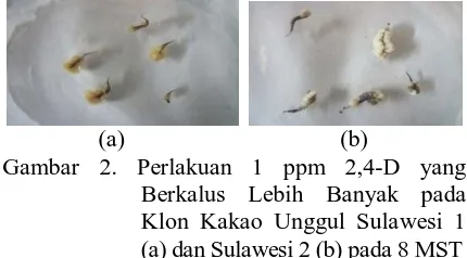 Gambar 2. Perlakuan 1 ppm 2,4-D yang Berkalus Lebih Banyak pada Klon Kakao Unggul Sulawesi 1 