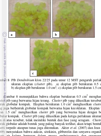 Gambar 8 Plb Dendrobium klon 22/25 pada umur 12 MST pengaruh perlakuan 2