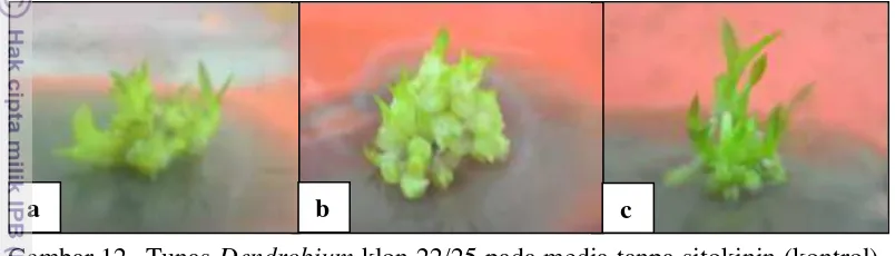 Gambar 12  Tunas Dendrobium klon 22/25 pada media tanpa sitokinin (kontrol) -1
