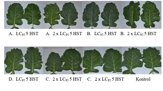 Gambar 5 Pengamatan gejala fitotoksik pada daun brokoli yang diberi 