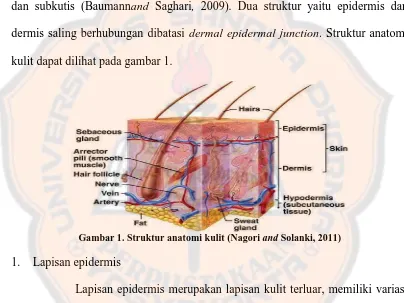 Gambar 1. Struktur anatomi kulit (Nagori and Solanki, 2011)  