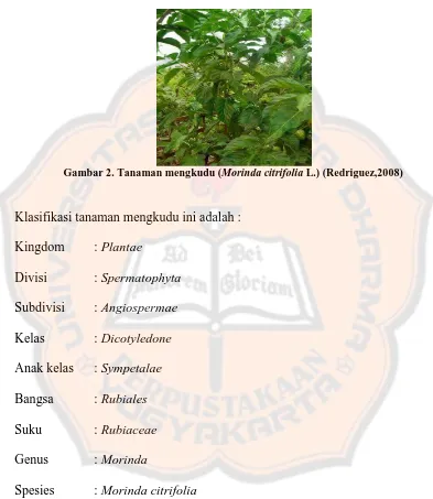 Gambar 2. Tanaman mengkudu ( Morinda citrifolia L.) (Redriguez,2008)  