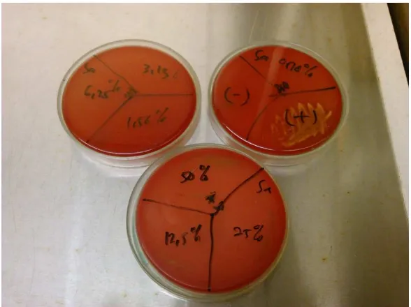Gambar 8 Pertumbuhan Koloni Bakteri Staphylococcus aureus pada agar darah 
