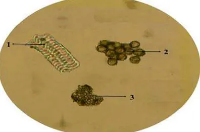 Gambar 4.1 Mikroskopik serbuk bunga pepaya jantan 