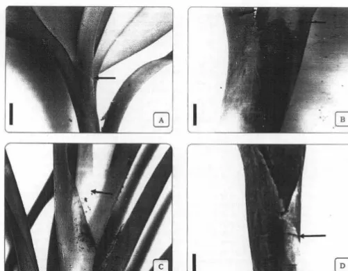 Fig. 2. Auricles type of Freycinetia spp.: A. Membranous (F. javanica). B. Coriaceous (F
