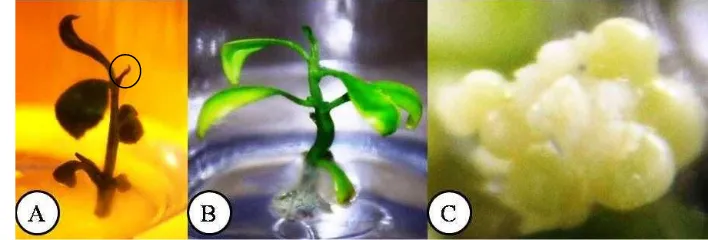 Gambar 7 (A) Tunas samping yang membentuk kalus hijau bertekstur kompak, (B) tunas samping yang hanya membesar, (C) tunas samping yang membentuk kalus putih bertekstur remah 