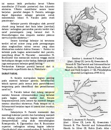 Gambar 2. Anatomi N. Fasialis.(dari : Silver CE, Levin RJ, Greenstein B, Churchill Livingstone.1999:321) Strauch B