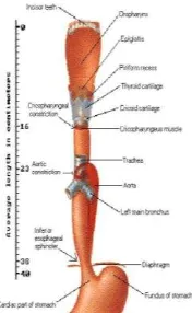 Gambar 1.  Topografi dan penyempitan dari esofagus 