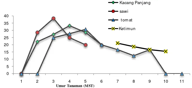 Gambar 1. Tingkat Parasitisasi Parasitoid  Liriomyza sp. pada Tanaman Kacang Panjang, Sawi, Tomat dan Ketimun 