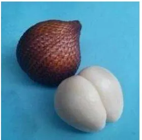 Gambar 1. Bentuk buah salak varian gula 