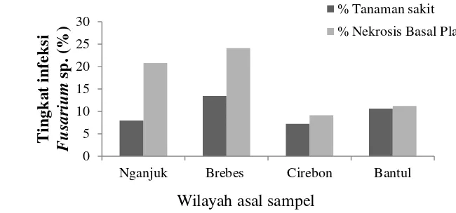 Gambar 8  Tingkat infeksi layu fusarium berdasarkan wilayah asal sampel 