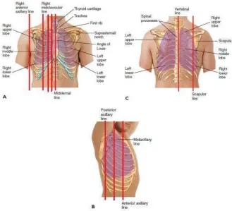 Gambar. 6  Garis vertikal pada dinding toraks 