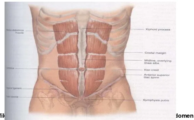 Gambar 1. Dinding anterior  abdomen 