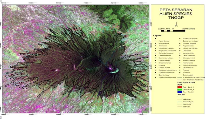 Gambar 3  Peta penyebaran spesies tumbuhan asing invasif di TNGGP (menurut Citra Landsat) 