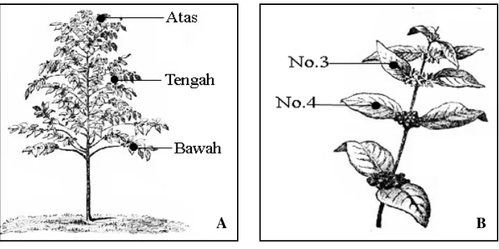 Gambar 3.2 A : Posisi pengambilan sampel pada tanaman kopi.  B : Posisi daun yang diamati pada cabang kopi merupakan daun nomer 3 atau 4 dari  bagian pucuk