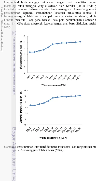 Gambar 4 Pertumbuhan kumulatif diameter transversal dan longitudinal buah 