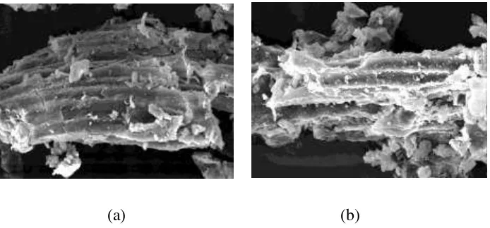 Gambar 5. Struktur serat kulit kopi asal Banyuwangi secara mikroskopis menggunakan SEM dengan variasi pengecilan ukuran: 60 mesh (a) dan 80 mesh (b)