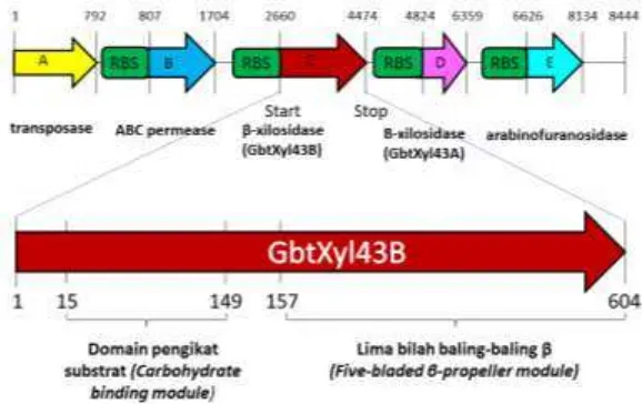 Gambar 1 Lokasi gen Gbtxyl43B dan gen lainnya dalam pTP510 