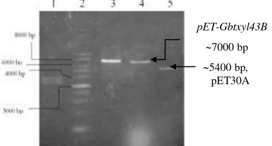 Gambar 2   Elektroforegram hasil analisis restriksi DNA plasmid rekombinan pET-xyl43B dan pET30a (1) pET-xyl43B rekombinan yang dipotong BglI; (2) DNA penanda 1kb ladder; (3) pET-xyl43B rekombinan yang dipotong XhoI; (4) pET-xyl43B rekombinan yang dipotong EcoRV dan (5) plasmid pET30a dipotong XhoI  