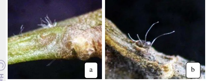 Gambar 6  Telur Helopeltis sp. di dalam jaringan: (a) tunas muda akasia, (b) tunas 