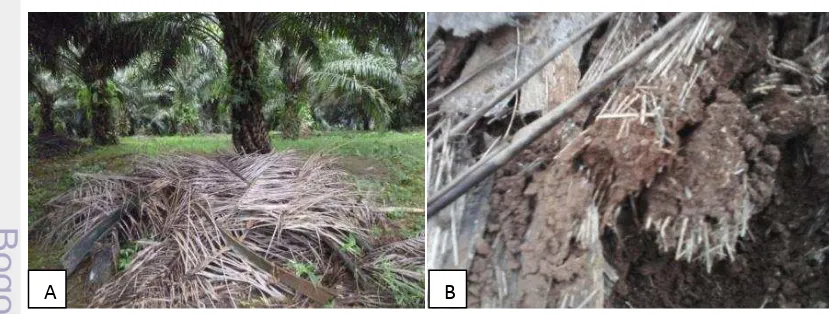 Gambar 1.  Tumpukan pelepah daun kelapa sawit PTPN VIII di kebun Cimulang, 