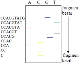 Gambar 2.5.a. Skema sekuensing DNA reaksi polimerisasi dan terminasi 