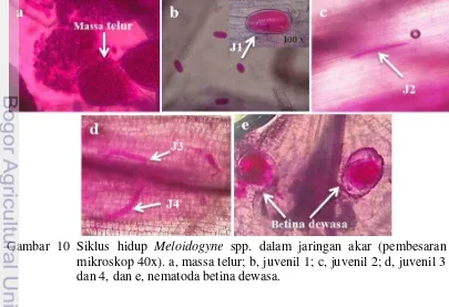 Gambar 9 Variasi gejala penyakit Meloidogyne spp. pada umbi wortel. a, f, g 