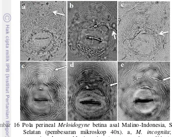 Gambar 16 Pola perineal Meloidogyne betina asal Malino-Indonesia, Sulawesi 