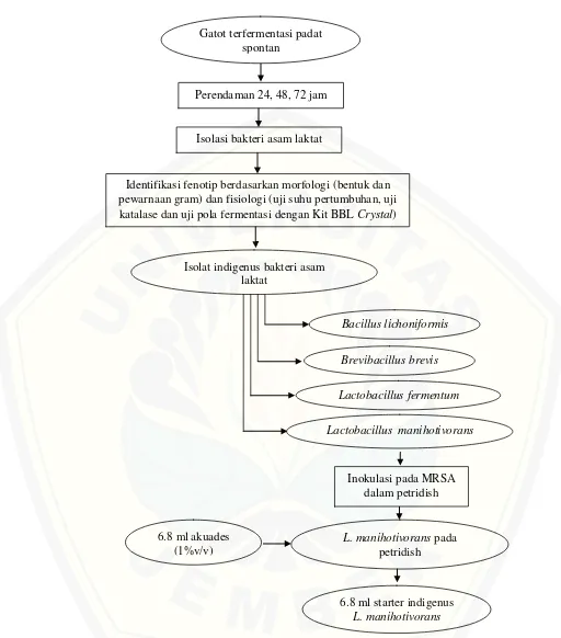 Gambar 3.3 Diagram alir proses isolasi, identifikasi dan pembuatan starter bakteri asam laktat indigenus gatot  
