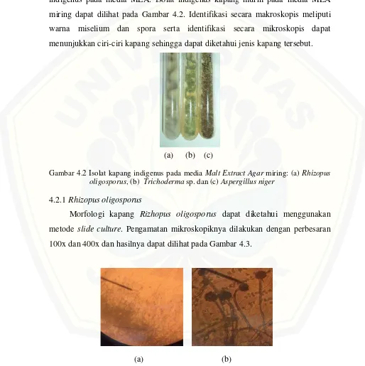 Gambar 4.2 Isolat kapang indigenus pada media Malt Extract Agar miring: (a) Rhizopus 