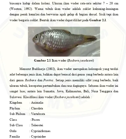 Gambar 2.1 Ikan wader (Rasbora jacobsoni)