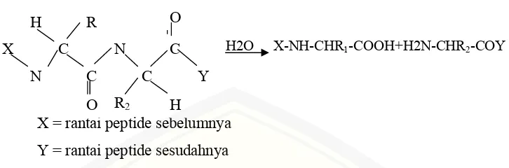 Gambar 2.2 Hidrolisis ikatan peptide oleh enzim protease