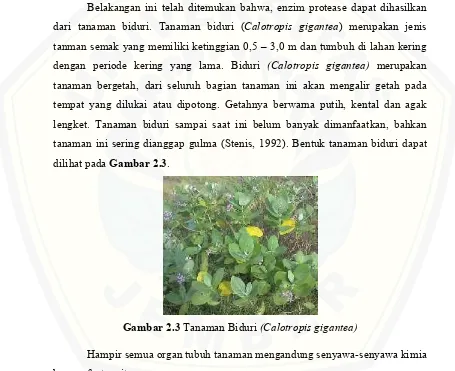 Gambar 2.3 Tanaman Biduri (Calotropis gigantea)