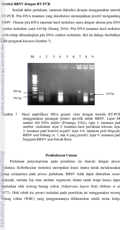 Gambar 7  Hasil amplifikasi DNA genom virus dengan metode RT-PCR 
