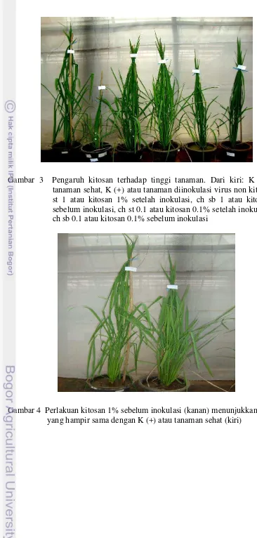 Gambar 3  Pengaruh kitosan terhadap tinggi tanaman. Dari kiri: K (-) atau 