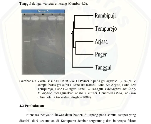 Gambar 4.3 Visualisasi hasil PCR RAPD Primer 5 pada gel agarose 1,2 % (50 V 