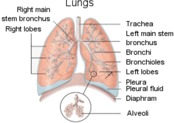 Gambar 11. Anatomi paru 