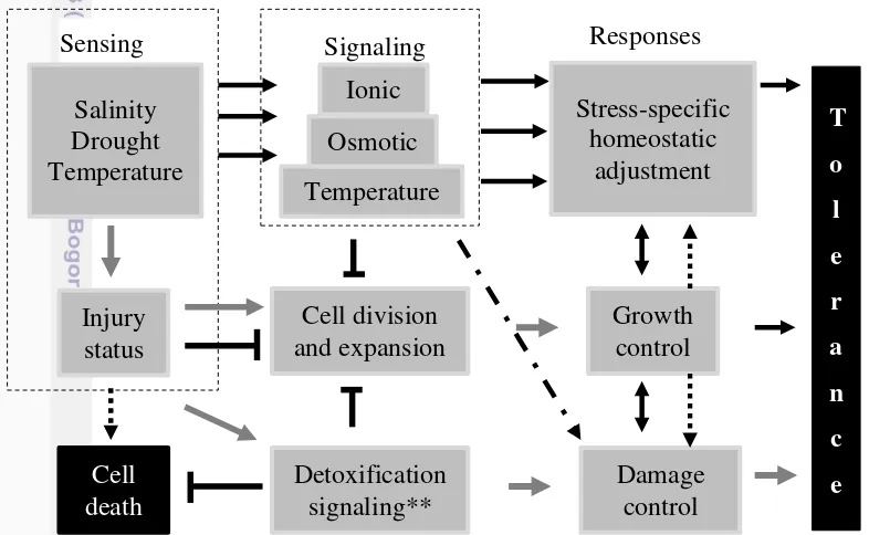 Gambar 1 Proses dan mekanisme yang menghubungkan antara sinyal cekaman    abiotik, kerusakan dan toleransi (Bressan et al