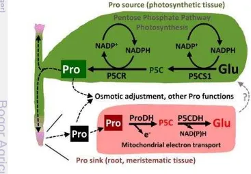 Gambar 4 Model sintesis dan katabolisme prolin pada jaringan spesifik dalam 