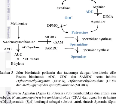 Gambar 5 Jalur biosintesis poliamin dan tautannya dengan biosintesis etilen. Enzim biosintesis ADC, ODC dan SAMDC serta inhibitor Difluoromethylarginine (DFMA), Difluoromethylornithine (DFMO) dan Methylglyoxyl-bis guanylhydrazone (MGBG) 