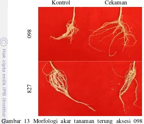 Gambar 13 Morfologi akar tanaman terung aksesi 098 dan aksesi 827 pada 