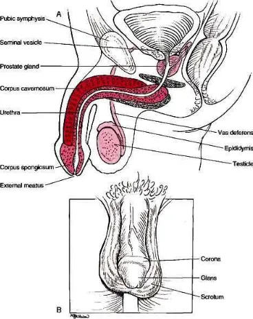 Gambar 1. Anatomi genitalia pria 