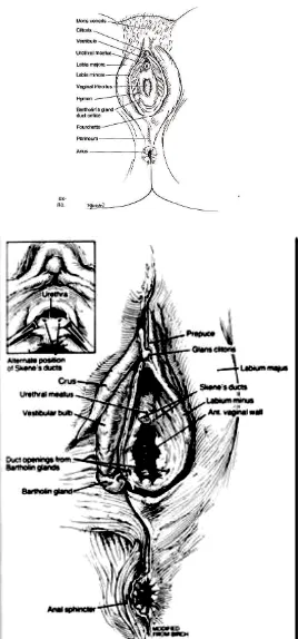 Gambar 1. Anatomi genitalia eksterna wanita   