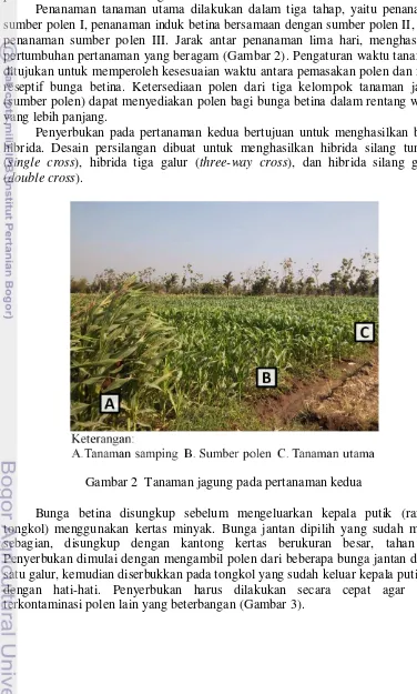 Gambar 2  Tanaman jagung pada pertanaman kedua 