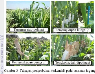 Gambar 3  Tahapan penyerbukan terkendali pada tanaman jagung 